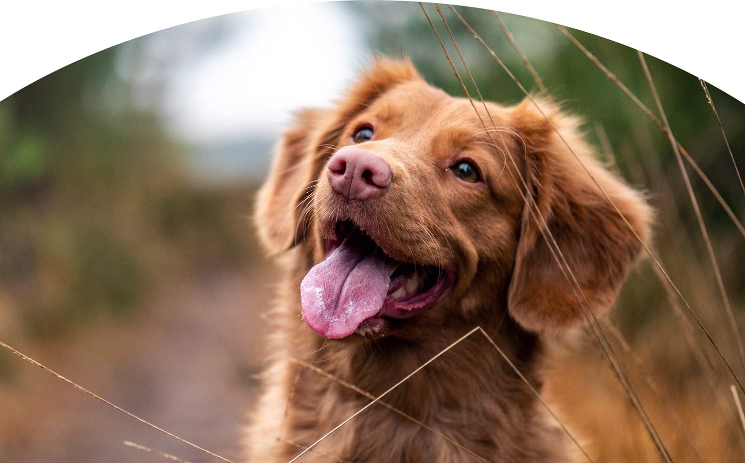 A dog looking excitedly while on a walk in the woods A dog looking excitedly while on a walk in the woods
