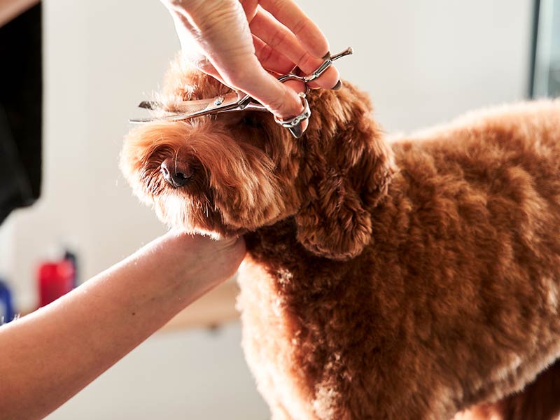 Dog having their nose trimmed