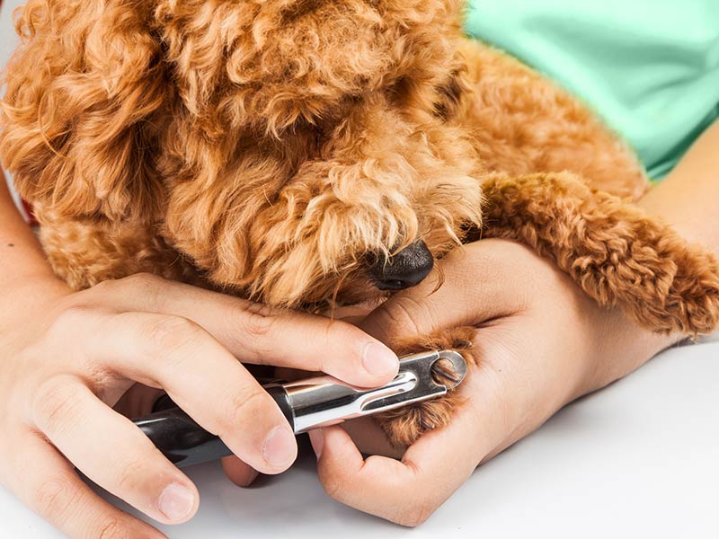 Dog getting nails trimmed