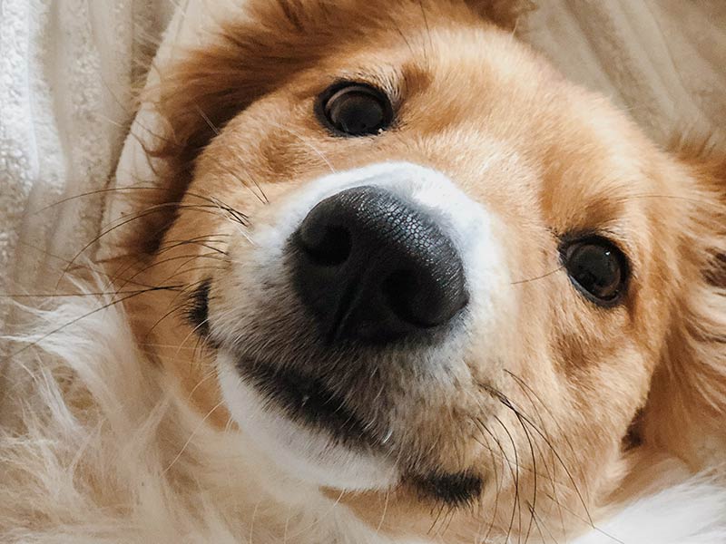Dog glossy nose