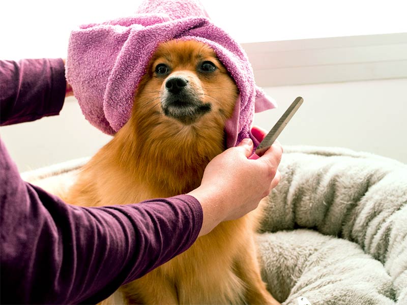 Dog wearing a towel on its head Dog wearing a towel on its head