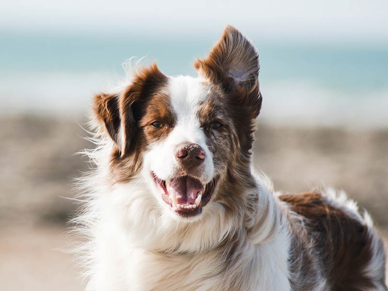 A dog on the beach