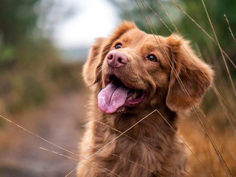 A dog looking excitedly while on a walk in the woods A dog looking excitedly while on a walk in the woods