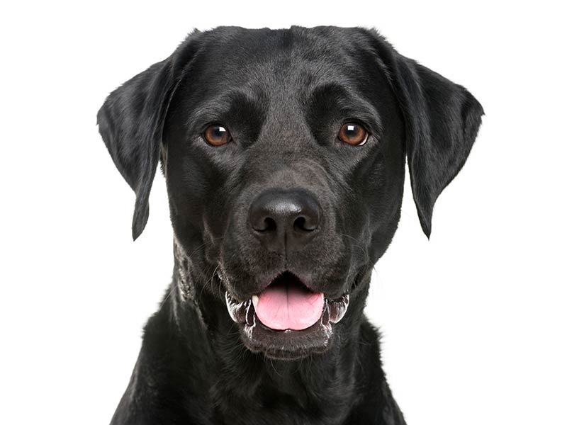 Black Labrador with a shiny nose