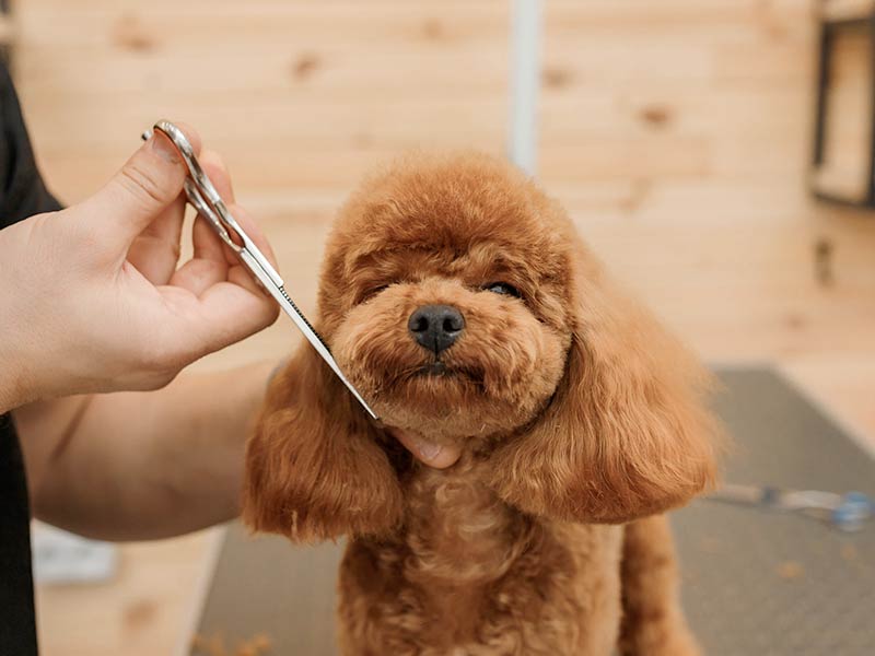 Puppy getting groomed