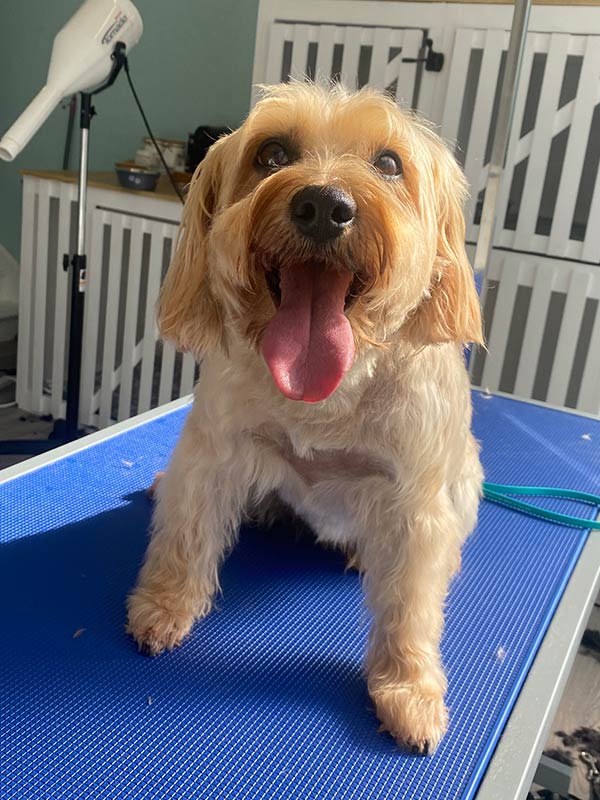 dog1