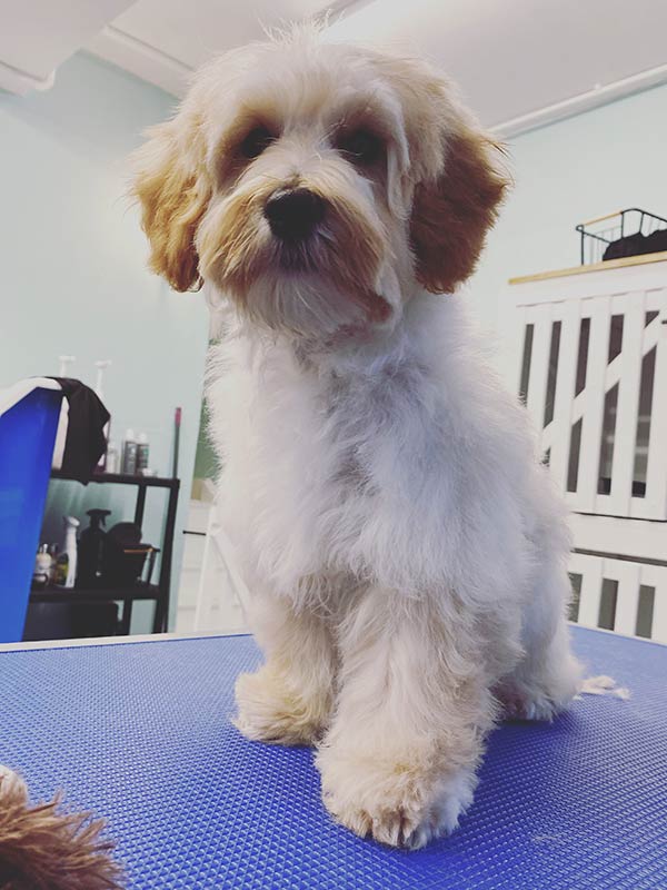 dog10