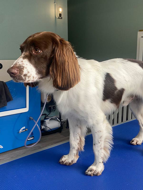 dog3