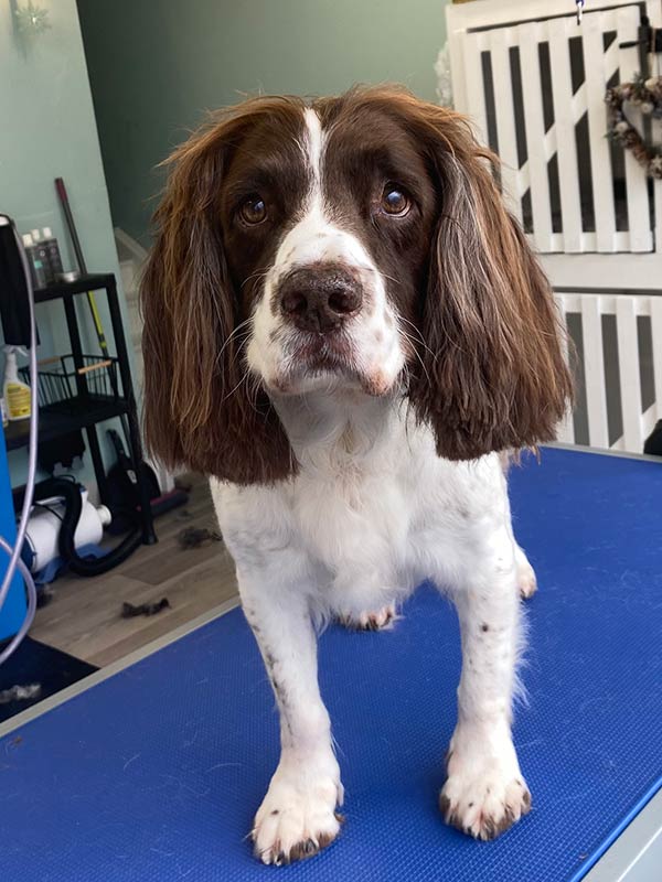 dog5