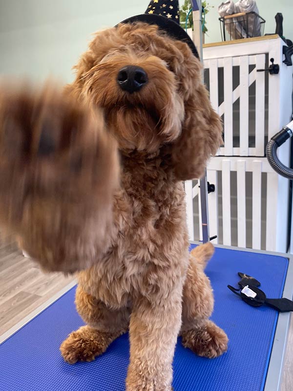 dog6